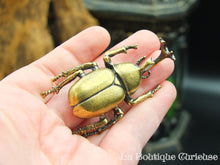 Load image into Gallery viewer, Brass Japanese Rhinoceros Beetle