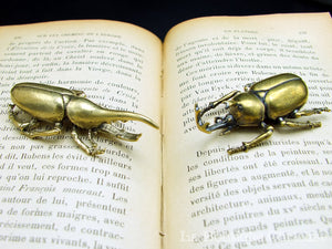 Beetle Dynast Hercule solid brass
