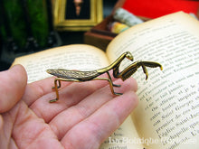 Load image into Gallery viewer, Figurine laiton mantis religiosa décoration insecte cabinet de curiosités entomologie Toulouse